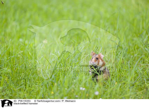 black-bellied hamster / PW-15353