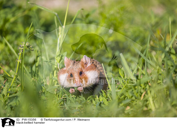 Feldhamster / black-bellied hamster / PW-15356
