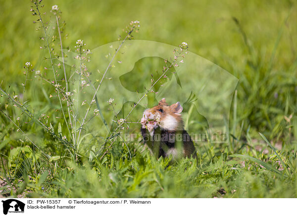 Feldhamster / black-bellied hamster / PW-15357