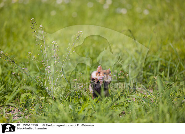 black-bellied hamster / PW-15359