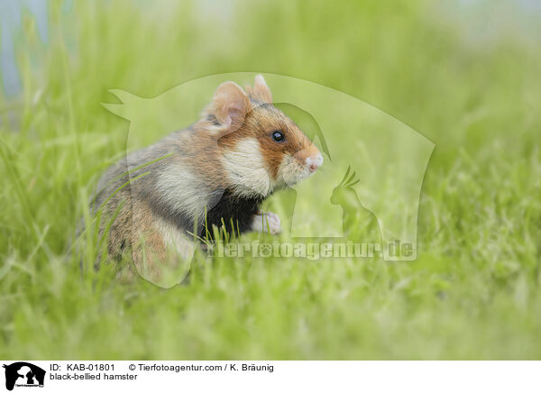 Feldhamster / black-bellied hamster / KAB-01801