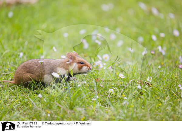 Feldhamster / Eurasian hamster / PW-17883