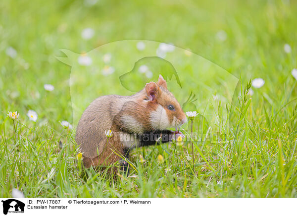 Feldhamster / Eurasian hamster / PW-17887