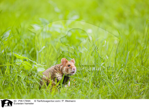 Feldhamster / Eurasian hamster / PW-17894