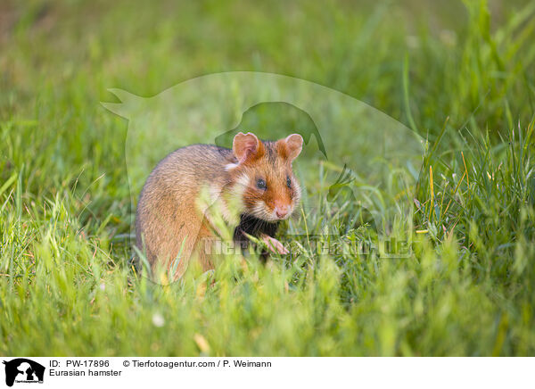 Eurasian hamster / PW-17896