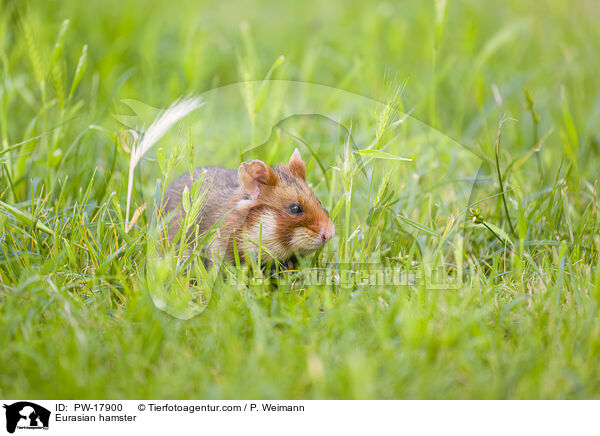 Feldhamster / Eurasian hamster / PW-17900