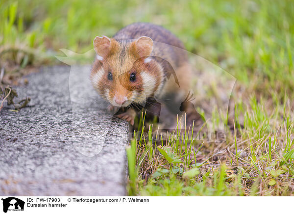Feldhamster / Eurasian hamster / PW-17903