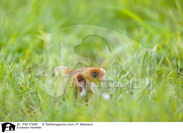 Feldhamster / Eurasian hamster / PW-17906