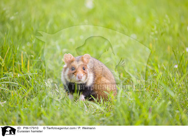 Feldhamster / Eurasian hamster / PW-17910