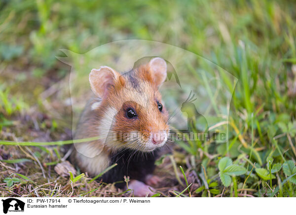Feldhamster / Eurasian hamster / PW-17914