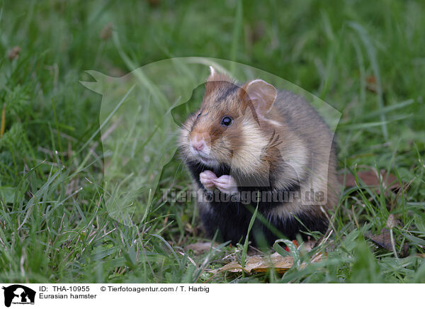 Feldhamster / Eurasian hamster / THA-10955