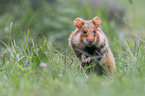 Eurasian hamster