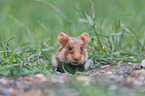 Eurasian hamster