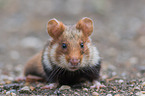 Eurasian hamster