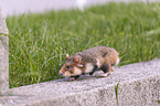 Eurasian hamster