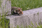 Eurasian hamster