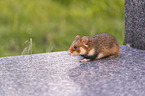 Eurasian hamster