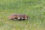 Eurasian hamster