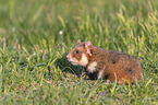 Eurasian hamster