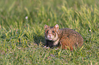 Eurasian hamster