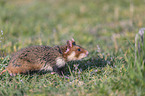 Eurasian hamster