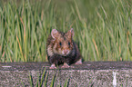 Eurasian hamster