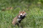 Eurasian hamster