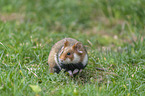 Eurasian hamster