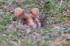 Eurasian hamster