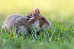 Eurasian hamster