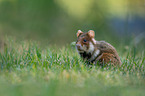 black-bellied hamster on meadow