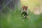 black-bellied hamster on meadow