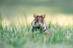 black-bellied hamster on meadow