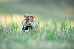 black-bellied hamster on meadow