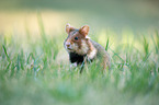 black-bellied hamster on meadow