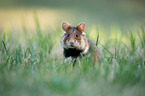 black-bellied hamster on meadow