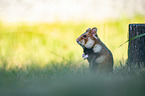 black-bellied hamster on meadow