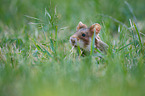 black-bellied hamster on meadow