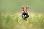 black-bellied hamster on meadow