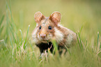 black-bellied hamster on meadow