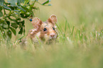 black-bellied hamster on meadow