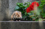 black-bellied hamster