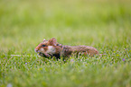 Eurasian hamster