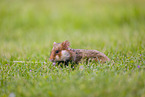 Eurasian hamster