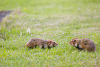 Eurasian hamster