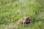 Eurasian hamster