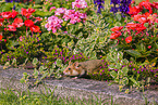 Eurasian hamster