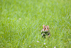 black-bellied hamster