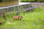 black-bellied hamster