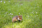 black-bellied hamster